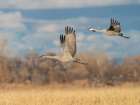 Sandhill cranes in flight, Bernardo Waterfowl Management Area, New Mexico Art Print